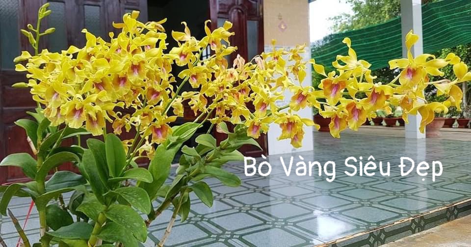 Lan Denro Bò Vàng F12