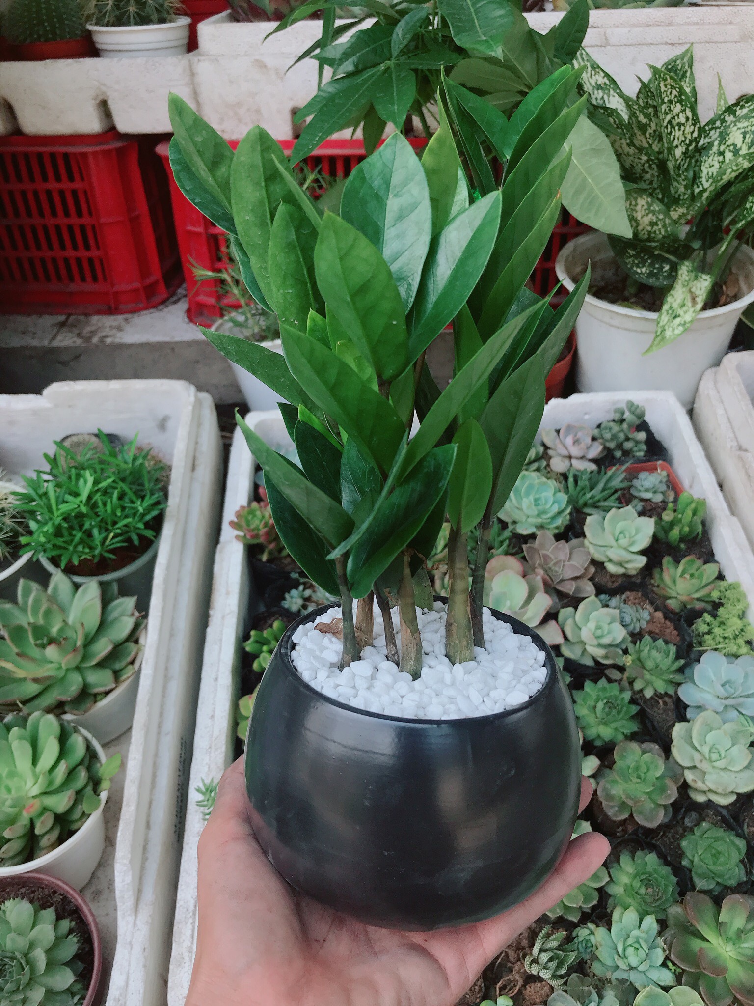 [HCM]Cây Kim Tiền