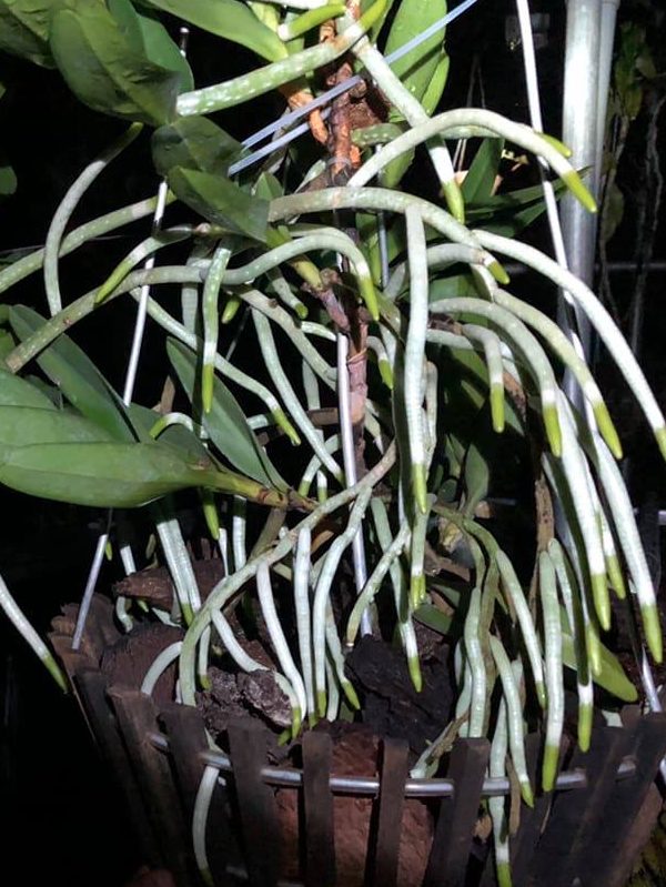 Siêu kích rễ cho lan, cây cảnh Thái Lan