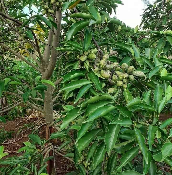 Cây dổi ghếp giống