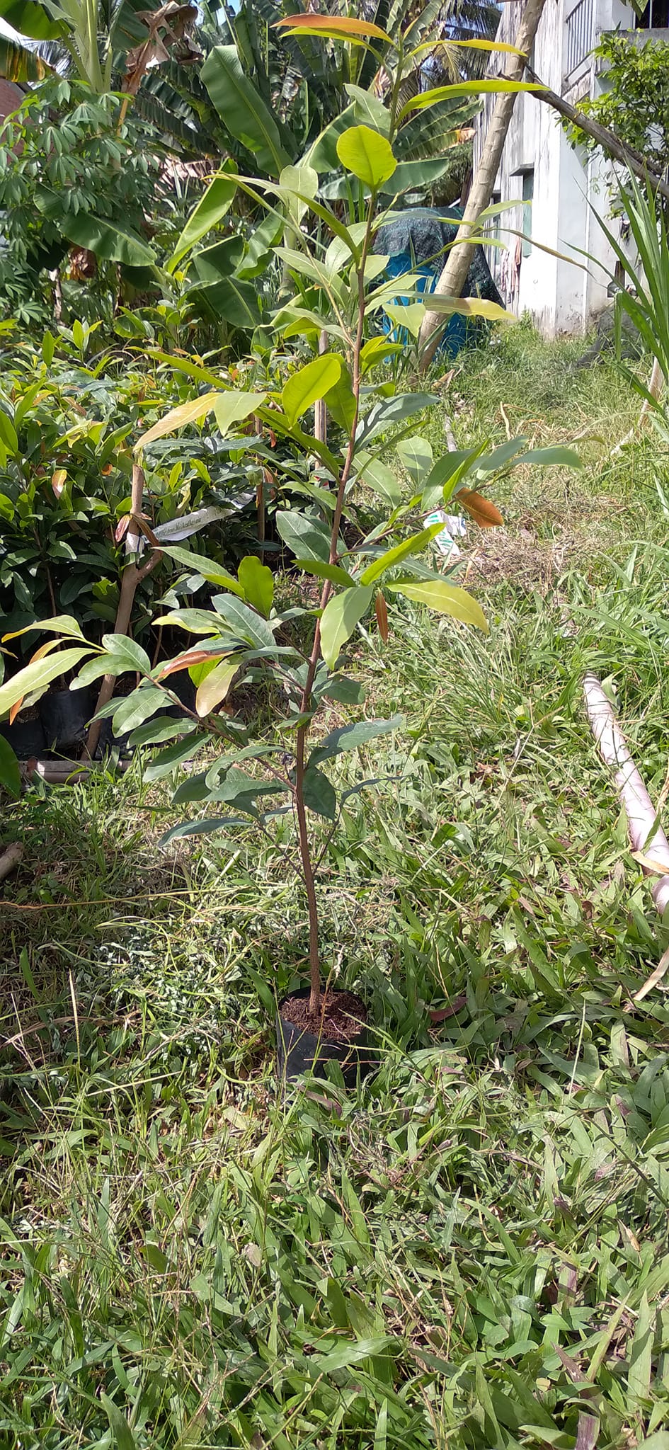 Mai Con Quấn Rễ Cao Từ 50cm Đến 55cm