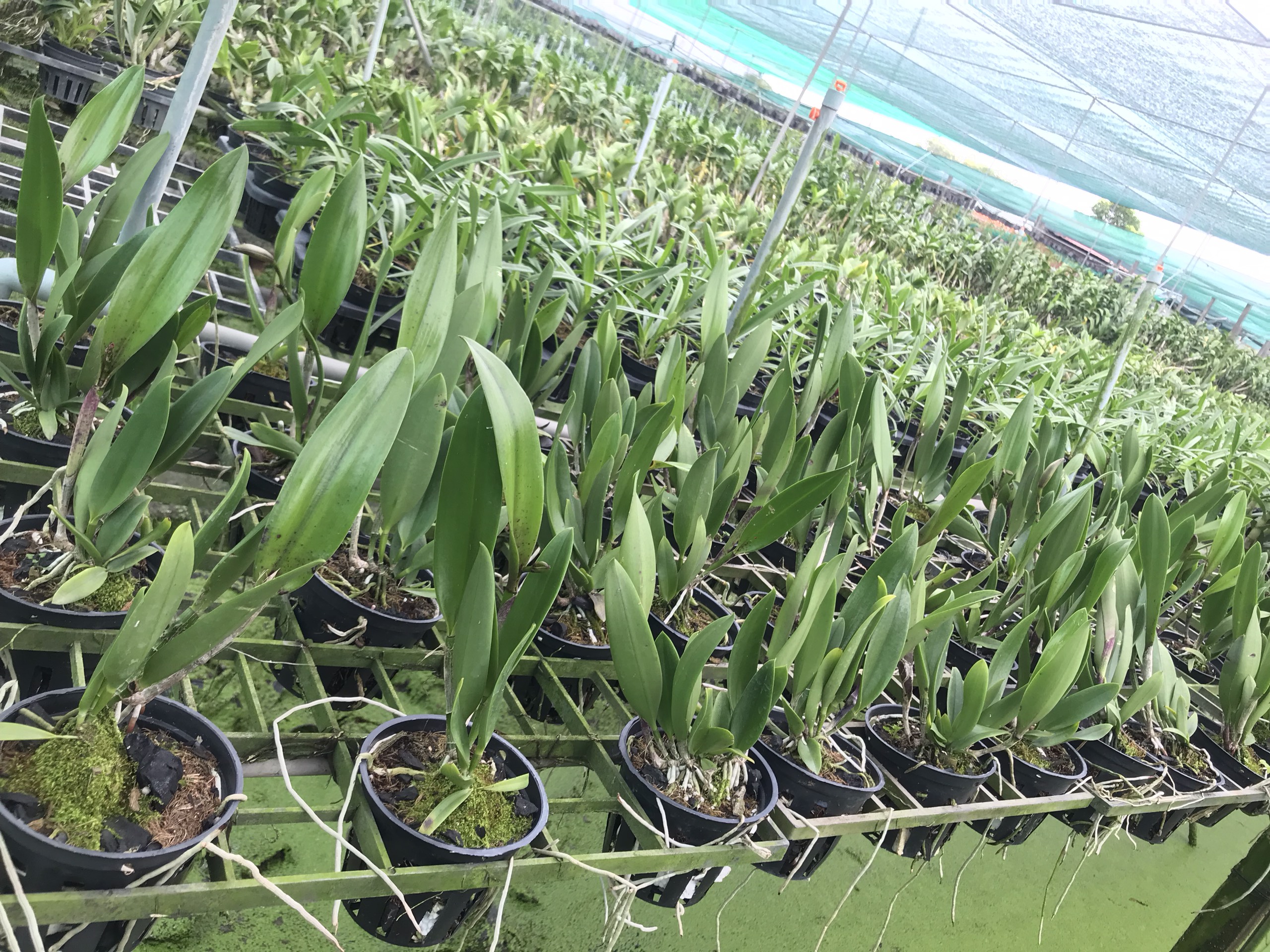 Hoa  lan  brass lai catt đổi  màu