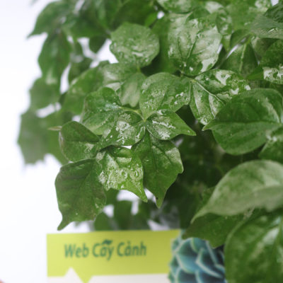 Cây hạnh phúc để bàn cao 20 cm (ảnh thật)