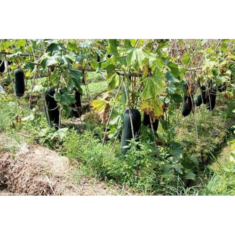 70H - Hạt Giống Bí Đao Đen Khổng Lồ