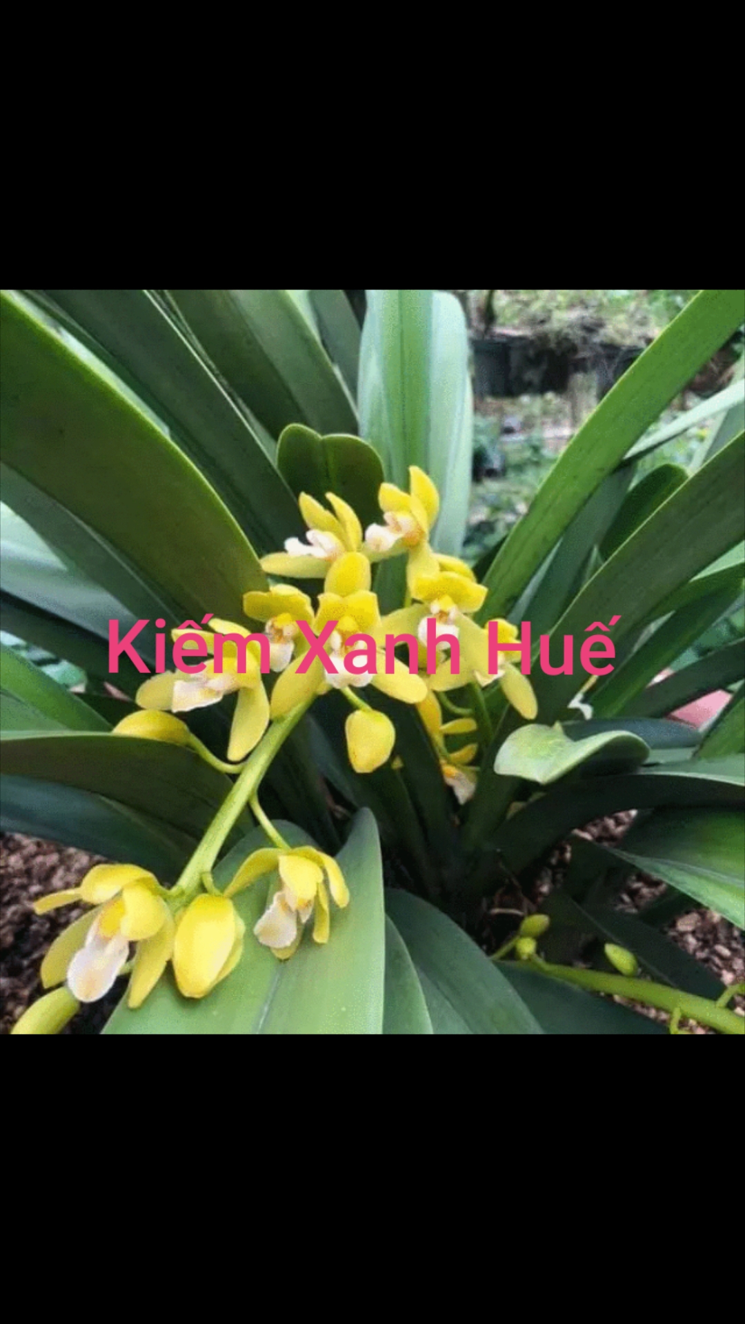 1 CHẬU CÂY GIỐNG HOA LAN KIẾM XANH HUẾ