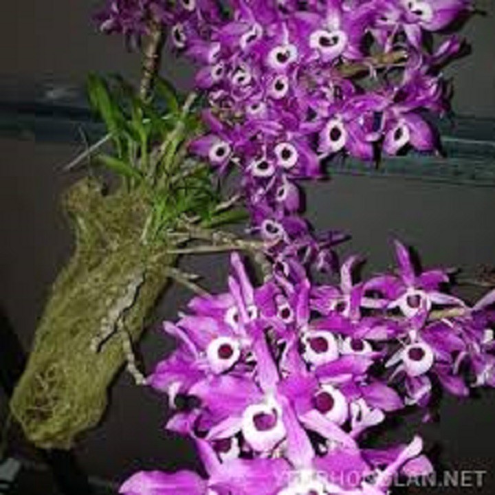 Sản Phẩm Hoa phong lan- hoàng thảo kèn