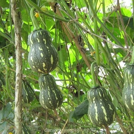 10 Hạt Giống Bí Đậu Ăn Non