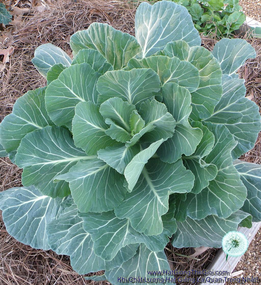 [HCM]5Gr Hạt Giống Cải N á/ Cải Rổ Mập (A1.206| W14*W55)