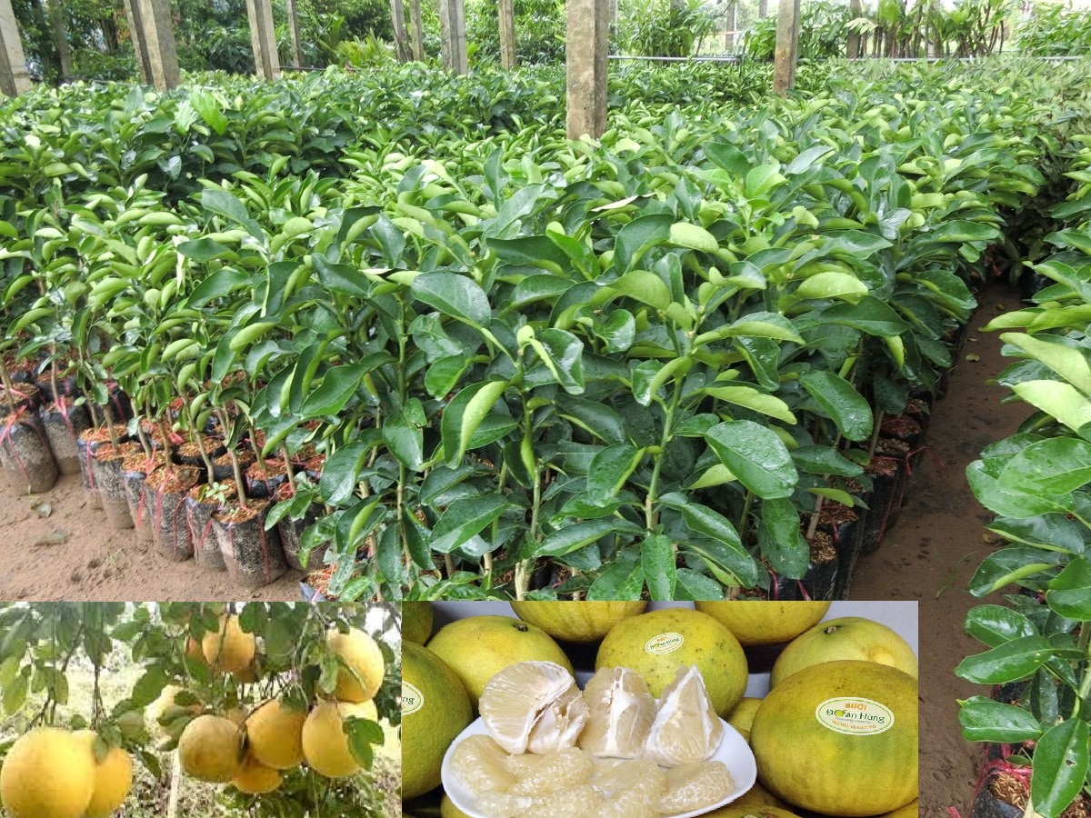 Cây bưởi đoan hùng + tặng 3 cây giống chè xanh