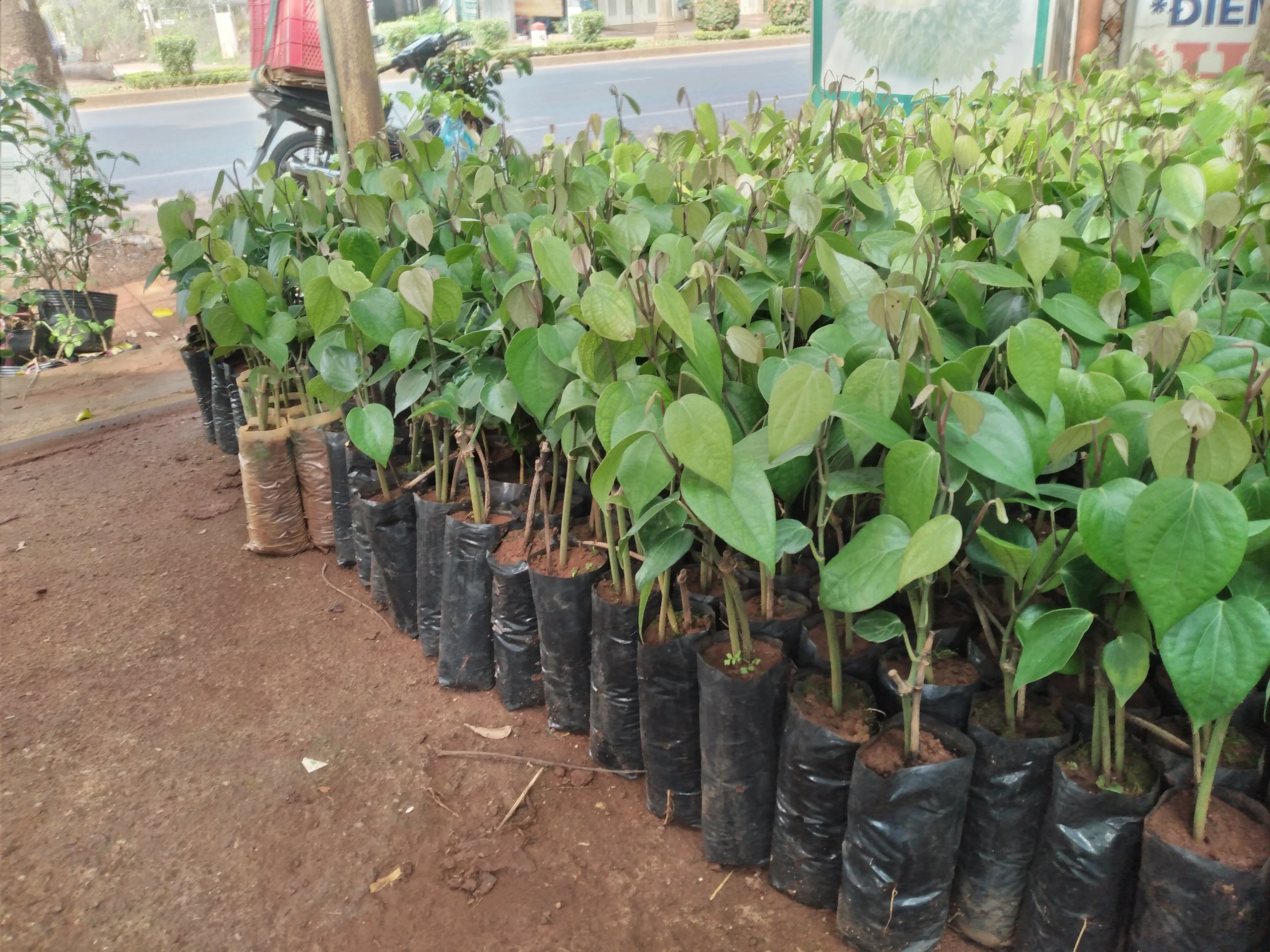 COMBO 10 Cây giống Tiêu Vĩnh Linh  ĐẸP CHUẨN NHƯ HÌNH [ Tiêu ác siêu trái ].