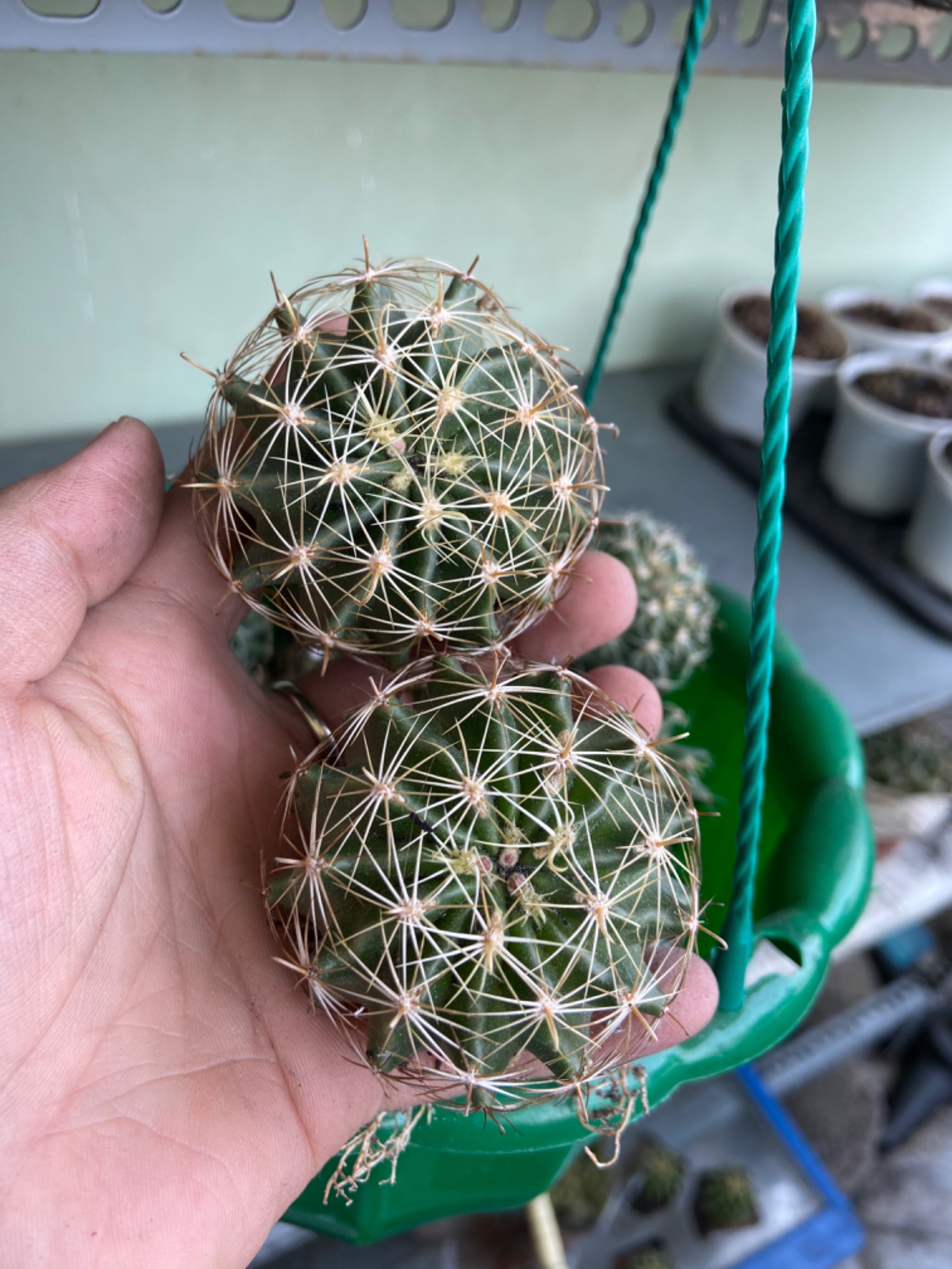 [Hcm]Hamato Cactus with Golden Flowers