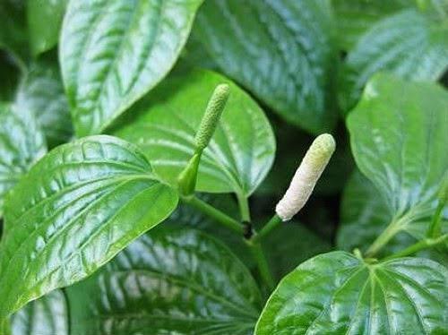 Hạt giống cây lá lốt - gói 10 hạt  - VTNT