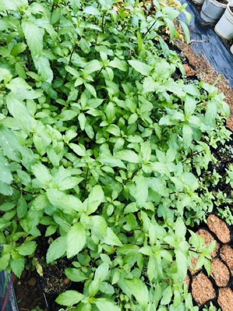 Bạc hà cay PEPPERMINT chậu lớn