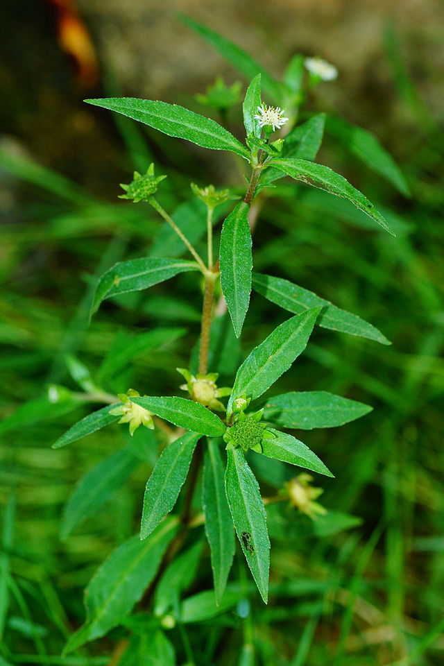Cây Cỏ Mực ( Nhọ Nồi) - Chậu Rau Dược Liệu