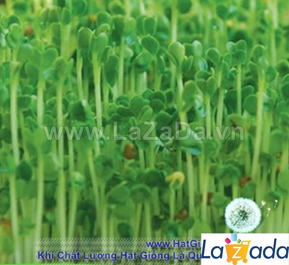 50Gr Hạt Giống Rau Mầm Cải Ngọt (A3.301| Y10*W63*M121)