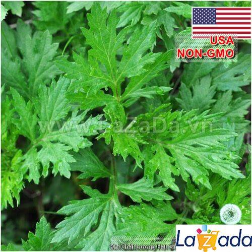 50h Hạt Giống Ngải Cứu Mugwort (| A4*W50*M301)