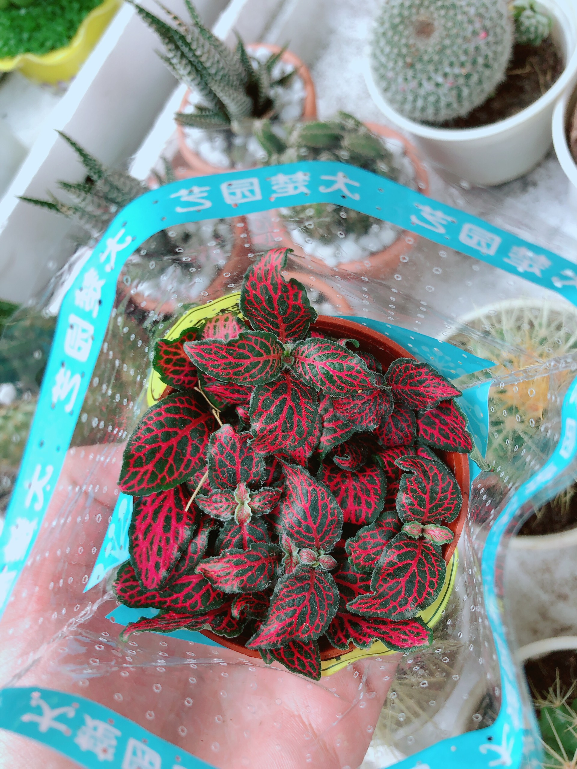 Cẩm Nhưng Đỏ