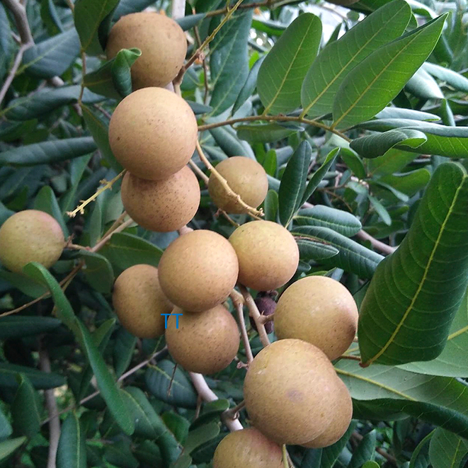 Cây Nhãn Xuồng Đang sẵn quả,dễ chăm sóc,cây khỏe