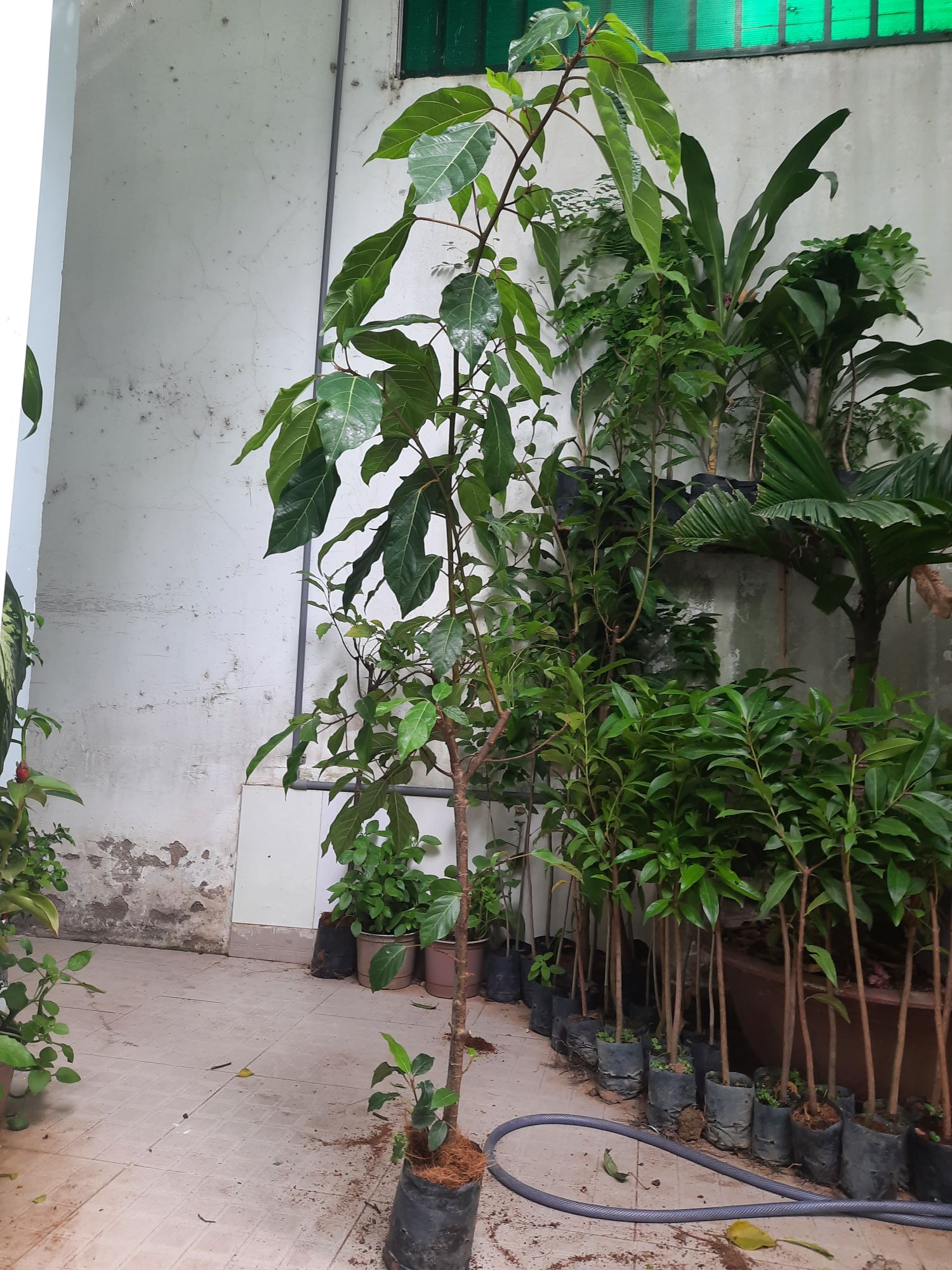Cây sung, chiều cao khoảng 1.5m