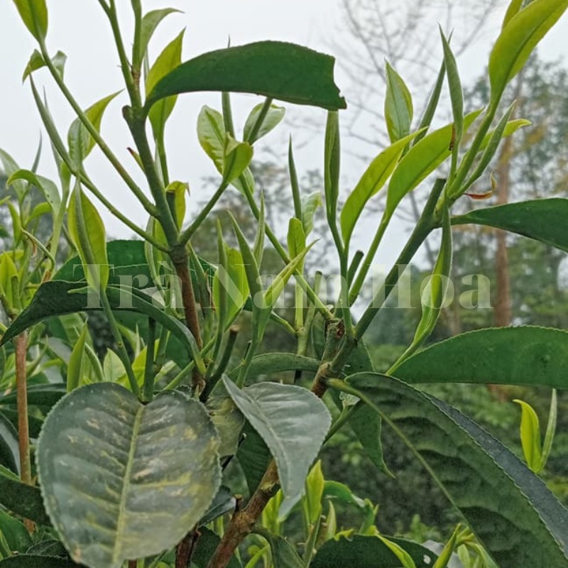 100g Bạch Trà Shan Tuyết Tây Côn Lĩnh