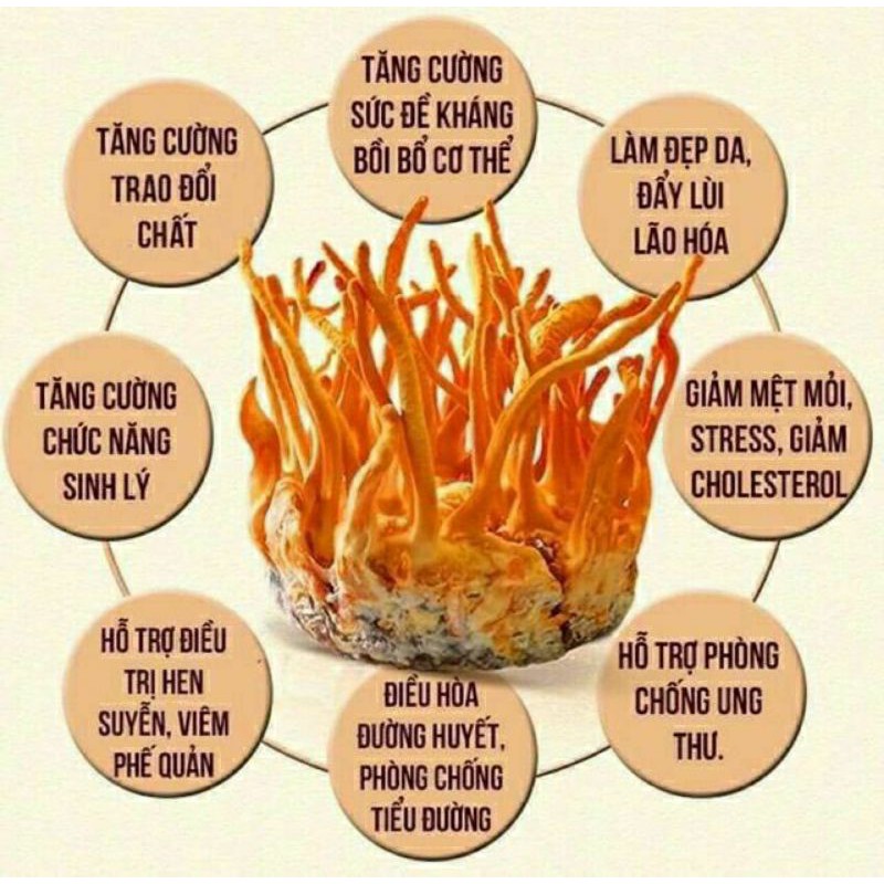 Nấm đông trùng hạ thảo khô loại ngon