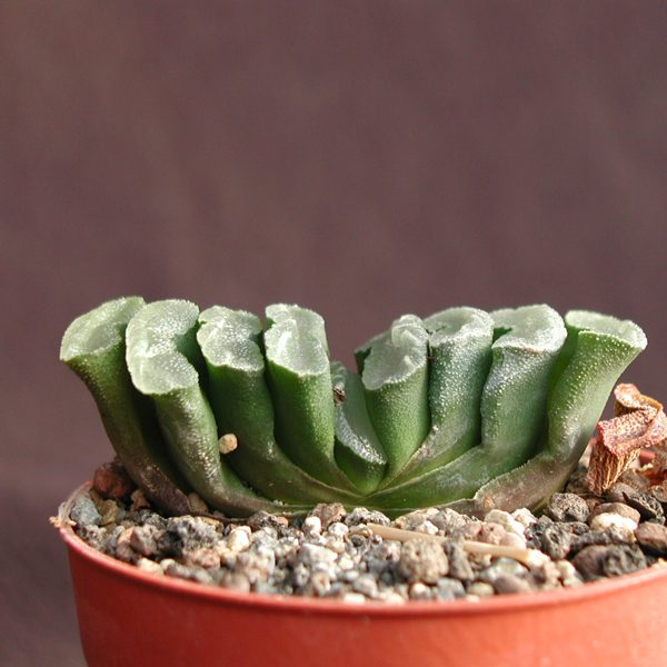 Sen Đá Haworthia Truncata