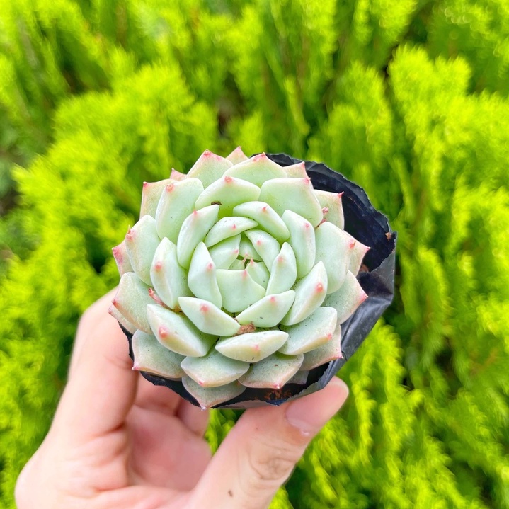 Sen đá hồng kim 3-5cm