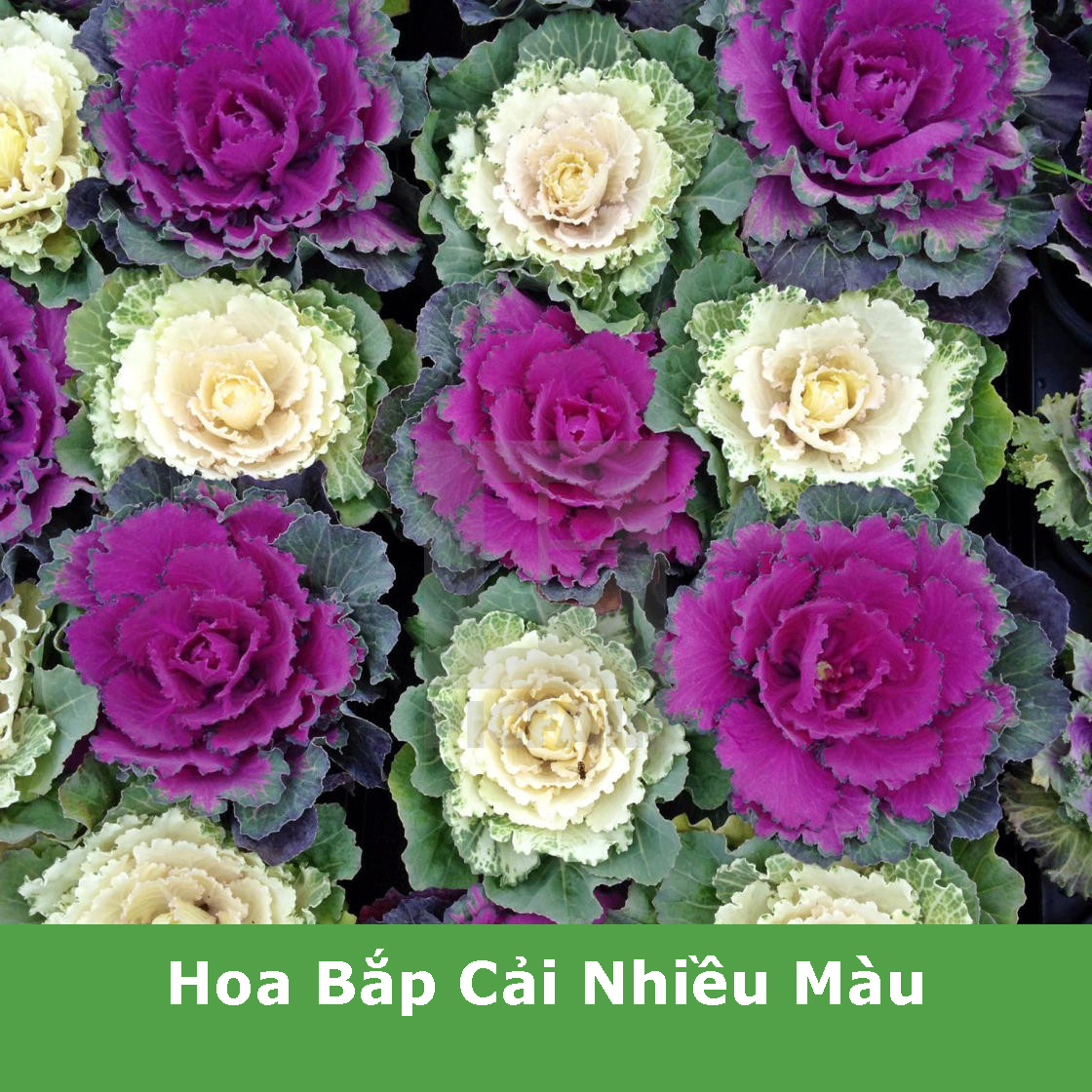 Hạt Giống Hoa Bắp Cải Nhiều Màu Trồng Chậu, Trồng Thảm Quanh Năm