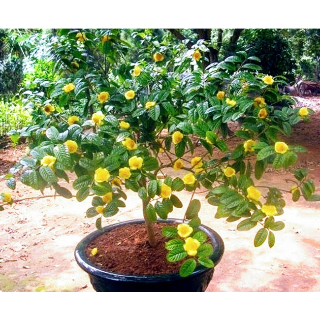Cây giống trà hoa vàng - giống dược liệu dễ trồng