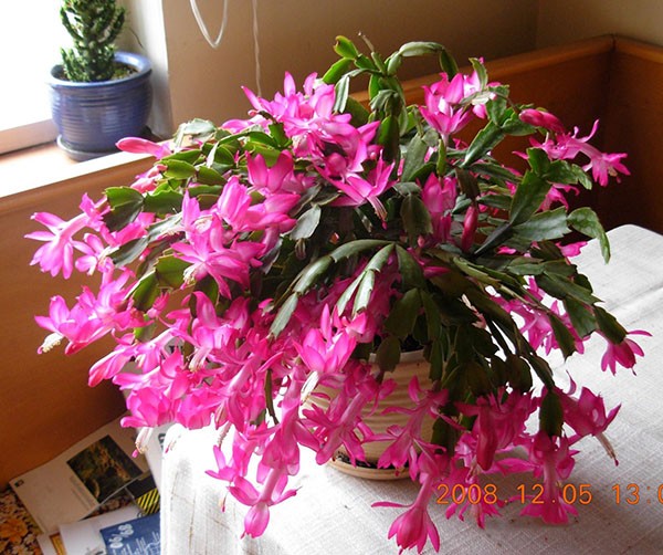 COMBO 2 THÂN lan càng cua – cây TIỂU QUỲNH -Hoa đẹp độc đáo hàng cây giống