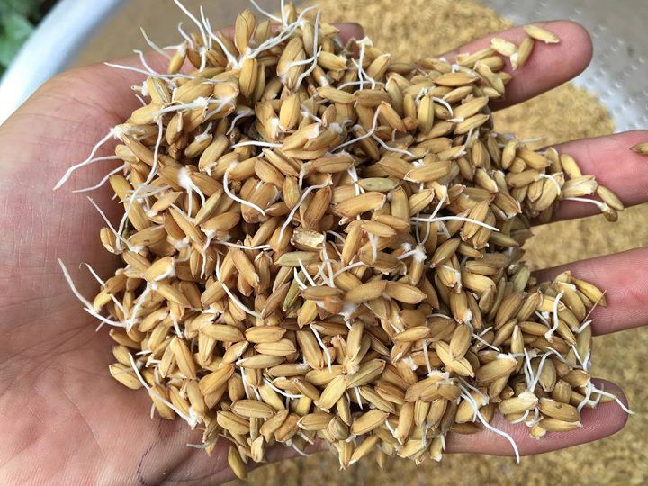 Thóc( Lúa) cho gà, vịt, chim, hạt chắc( 1 kg)