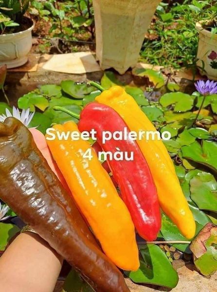 Ớt trái cây ngọt Sweet Palemo