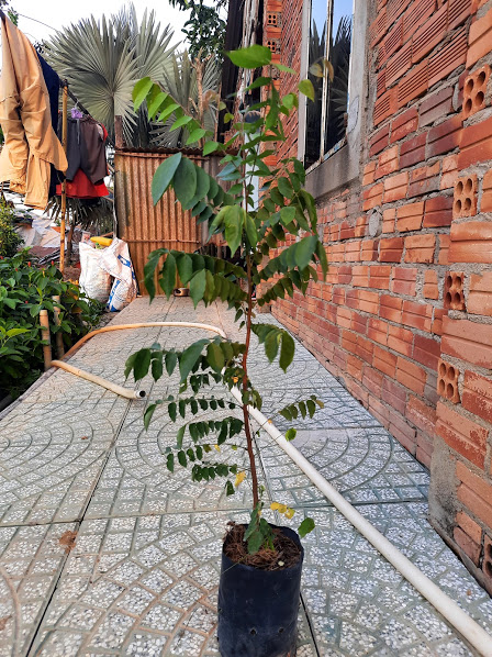 Cây khế chua - cây giống chiều cao 40-50cm