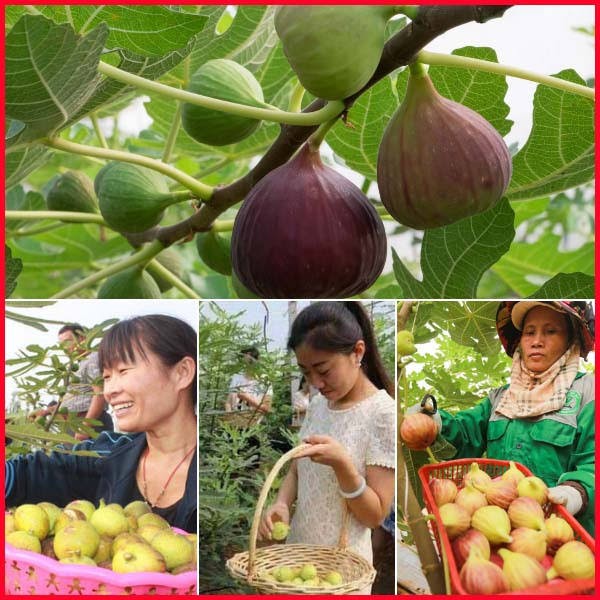 Cây giống sung mỹ