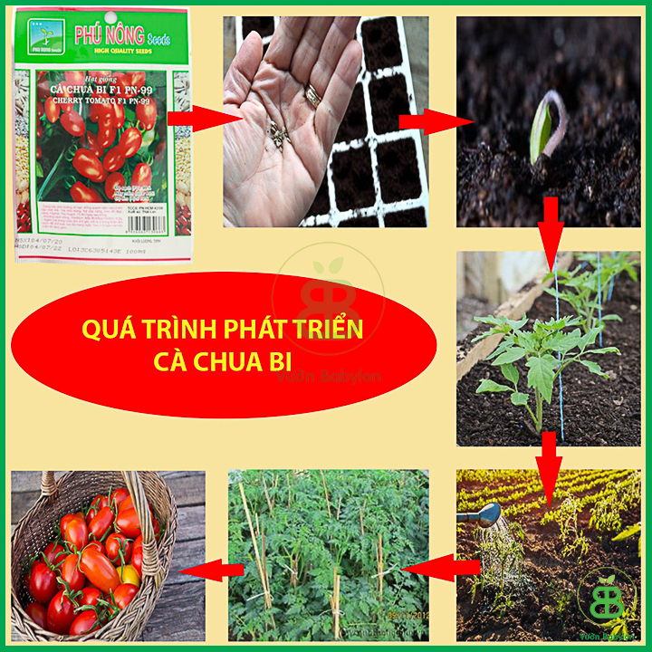 Hạt Giống Cà Chua Bi F1 Siêu Quả