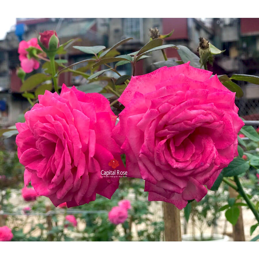 Hoa hồng ngoại Pink Peace Rose màu hồng tuyệt đẹp