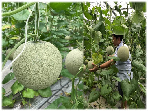Hạt giống Dưa Lưới vỏ xanh 10 hạt