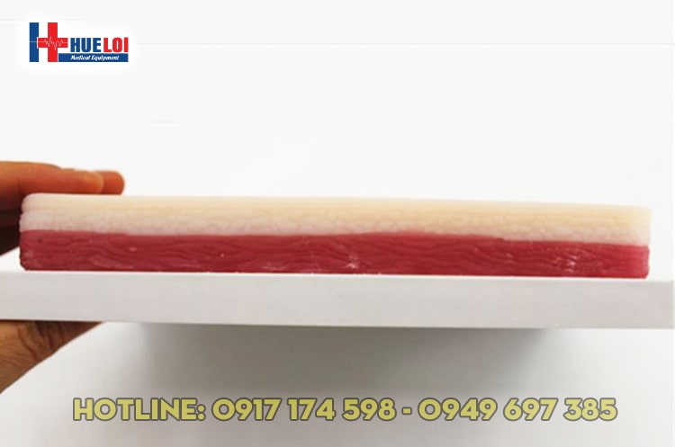 Mô hình da người châm cứu