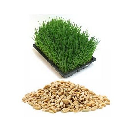 2KG HẠT LÚA MÌ VÀNG HẠT TO ĐẸP NẢY MẦM TỐT