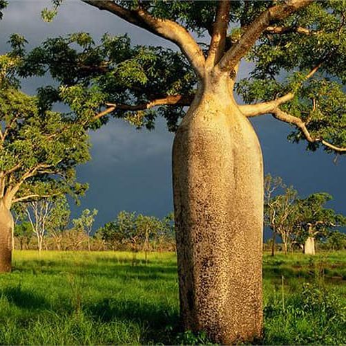 Hạt giống cây bao báp khổng lồ - 1 hạt - VTNT