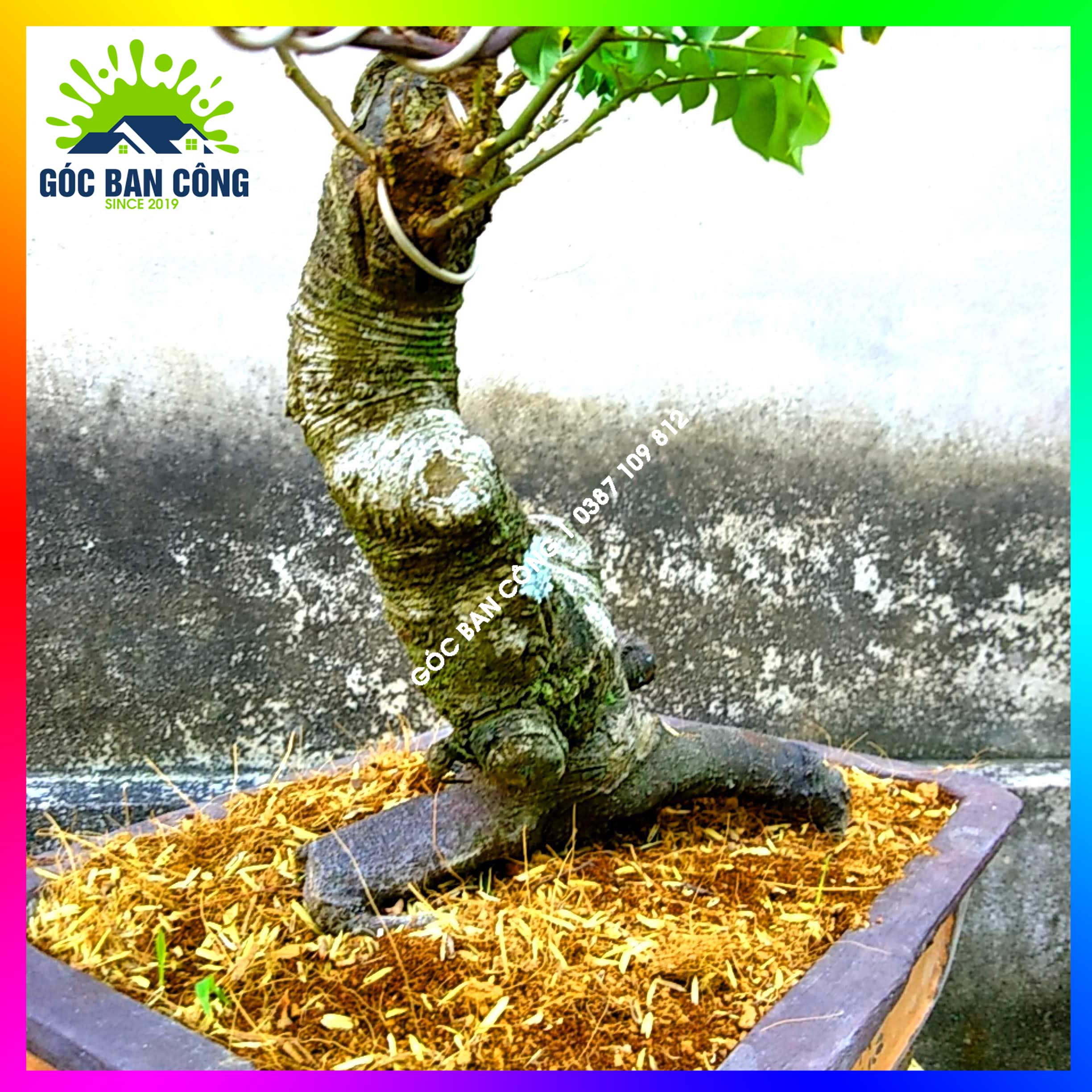 Cây Khế Bonsai Mini Gốc Quái - KBS21