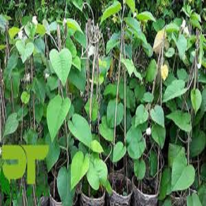 Dây cát đằng – Hoa leo đẹp dễ trồng và chăm sóc