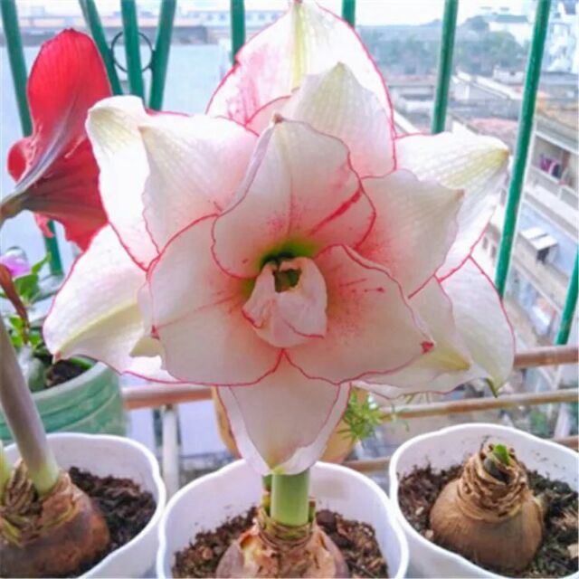 CỦ LAN GIỐNG HOA HUỆ TÂY MÀU TRẮNG TUYẾT THANH