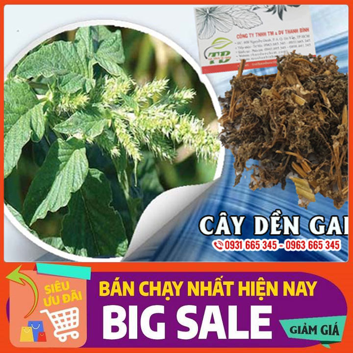 Cây dền gai khô 500g hàng cty - công ty thảo dược thanh bình