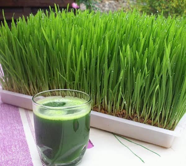 Hạt Giống Mầm Lúa Mạch ( ITALY ) túi 1kg