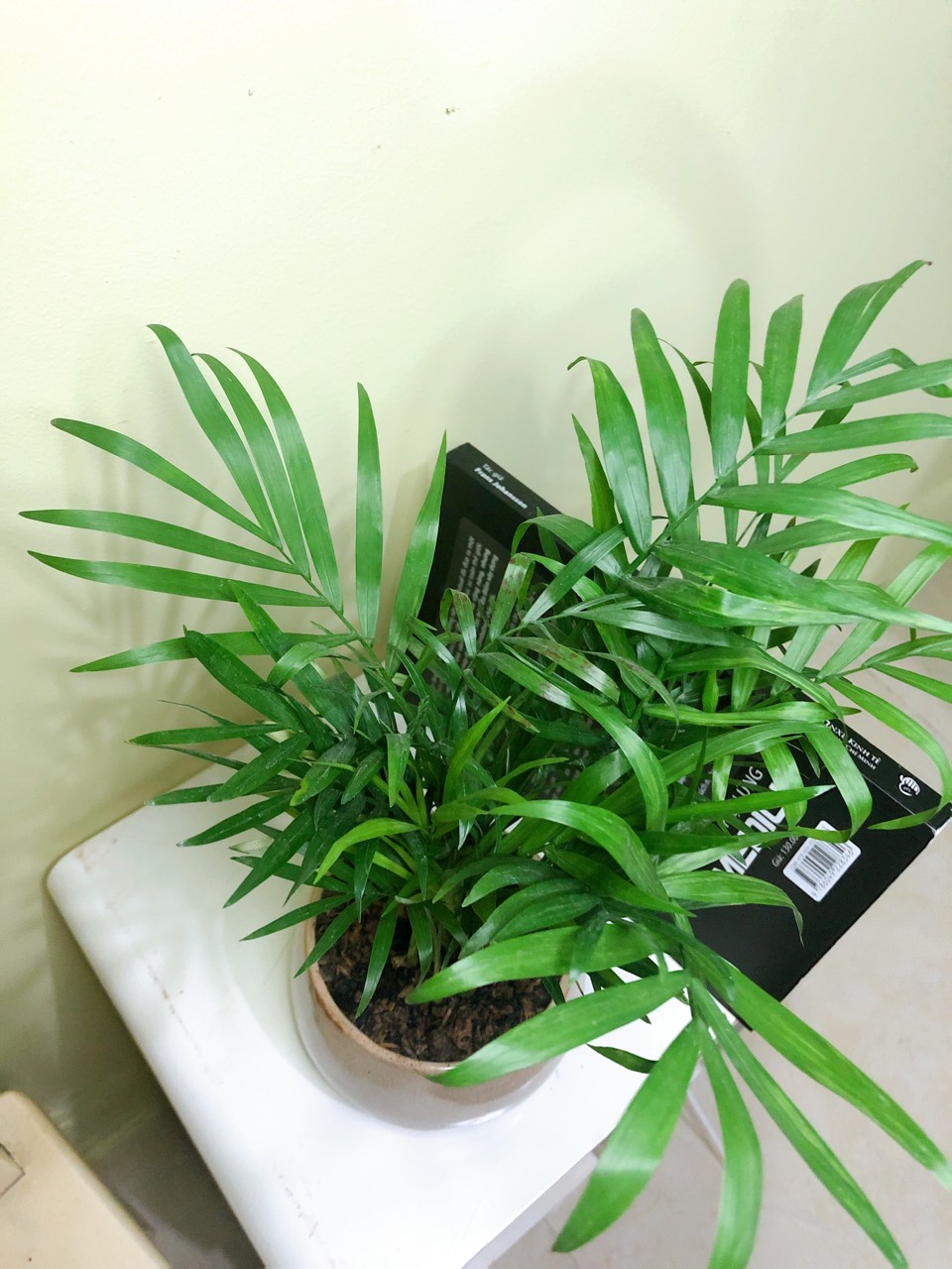 Cây cau tiểu trâm mini để bàn