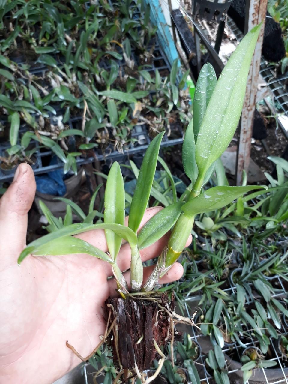 denro bà liễu hoa thơm