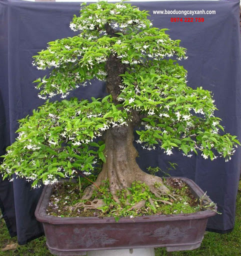Cây Mai Chiếu Thủy, bonsai đẹp