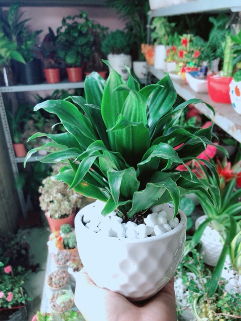 Chậu Cây Phát Tài Lá