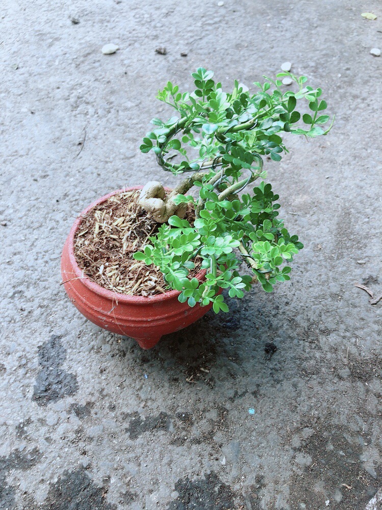 [HCM]Chậu Cây Cần Thăng